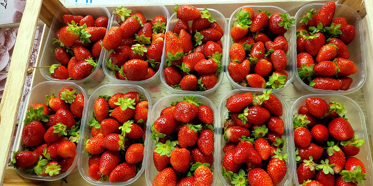 Fragole, in Romagna una raccolta inaspettata